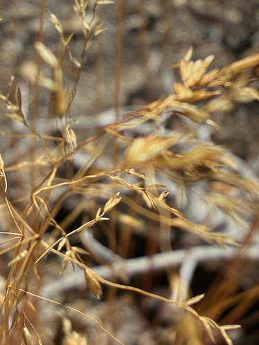 iNaturalist observation photo of Vascular Plants