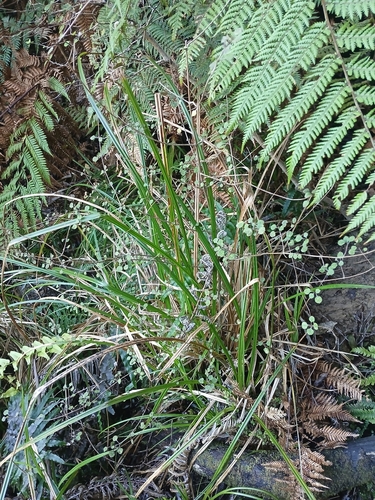 Coprosma tenuicaulis, photograph 6