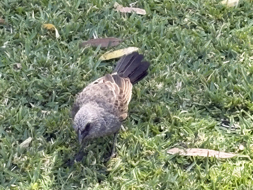Apostlebird