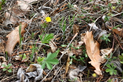 Potentilla incana