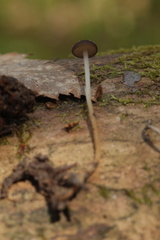 Strobilurus tenacellus