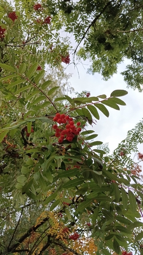 European mountain ash