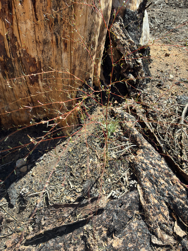 iNaturalist observation photo of Diffuse Groundsmoke