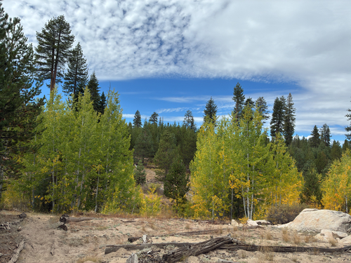 iNaturalist observation photo of quaking aspen