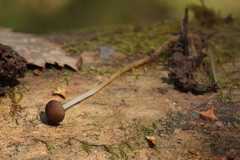 Strobilurus tenacellus