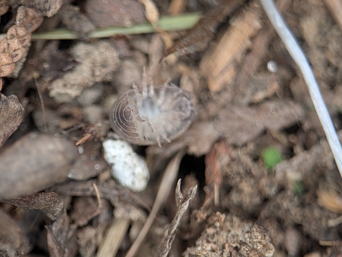 Common Pill Woodlouse