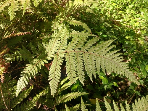 Parapolystichum microsorum observed 2026-09-12