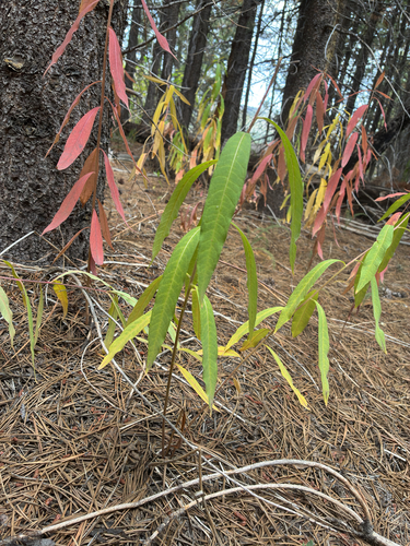 iNaturalist observation photo of fireweed