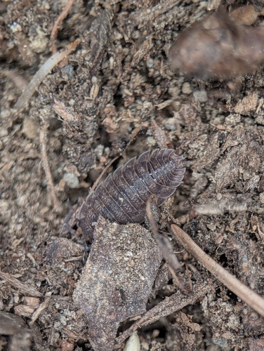 Common Rough Woodlouse