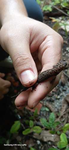 Siamese Leaf-toed Gecko