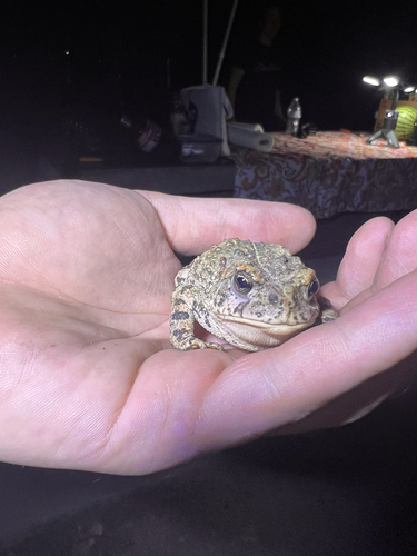 Western Toad