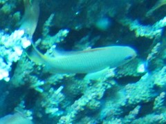 Pseudanthias