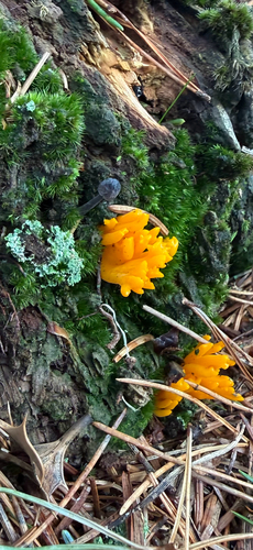 Jelly-antler
