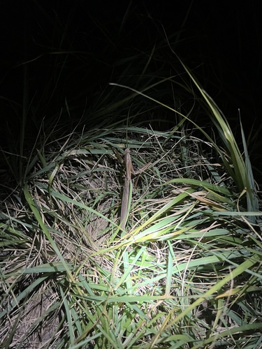 Chinese Mantis
