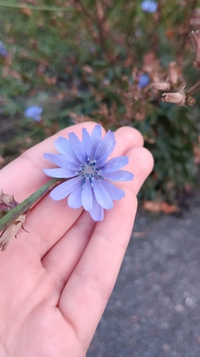 chicory
