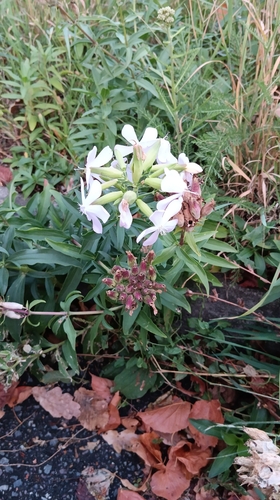 common soapwort