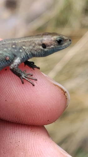 Viviparous Lizard