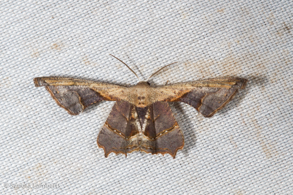 Phazaca configurata