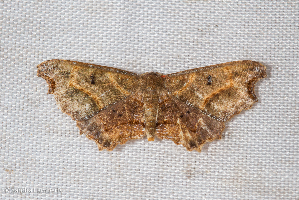 Dysaethria bipunctigera