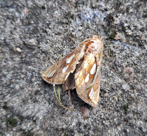 Gold Spot