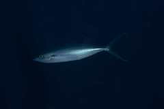 Elagatis bipinnulata
