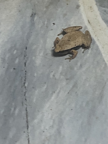 Dark-sided Chorus Frog