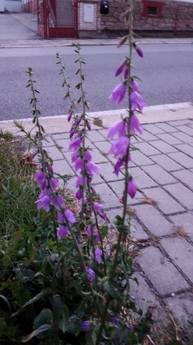 Creeping Bellflower