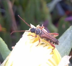 Stenopterus mauritanicus