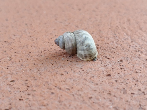 Round-mouthed Snail