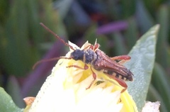 Stenopterus mauritanicus