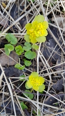 Chrysosplenium alternifolium