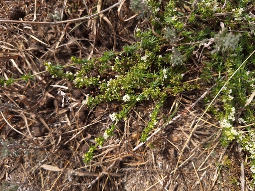 Spreading Bedstraw