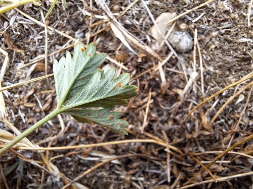 Cinquefoil Rust
