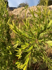 Melaleuca viminalis viminalis