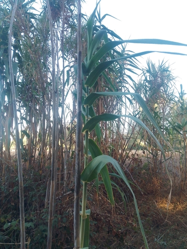 giant reed