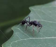 Myrmarachne