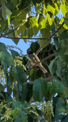 Australasian Figbird