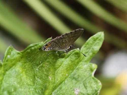 Plains Cupid