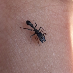 Myrmarachne