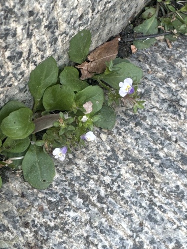 Asian mazus