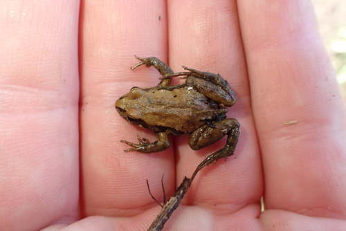 Common Eastern Froglet