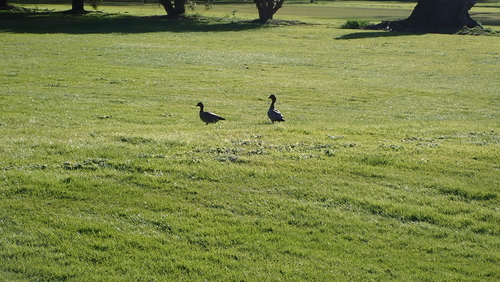 Australian Wood Duck
