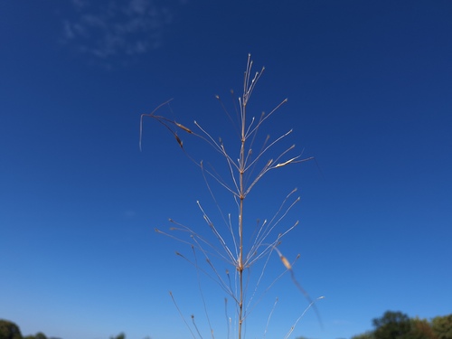 Chrysopogon gryllus, 2026-09-08