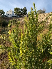 Melaleuca viminalis viminalis