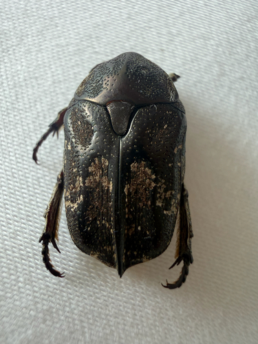 Mango Flower-beetle