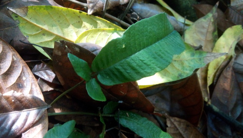 Thelypteris simplex iNat (3)