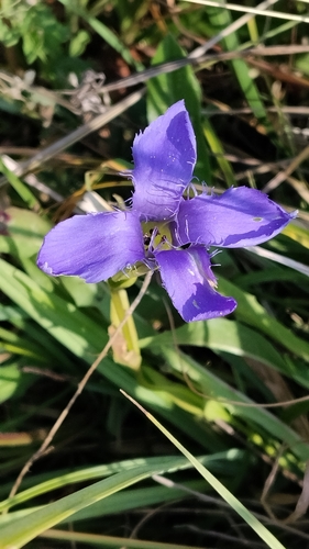 Fringe-flowered Gentian