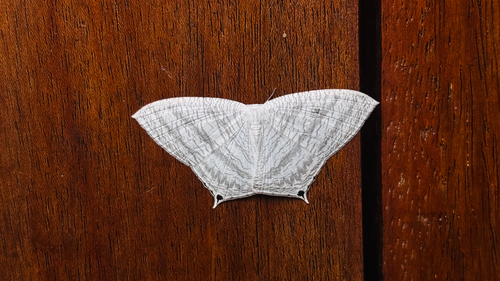 Grey Swallowtail Moth