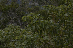 Pittosporum undulatum