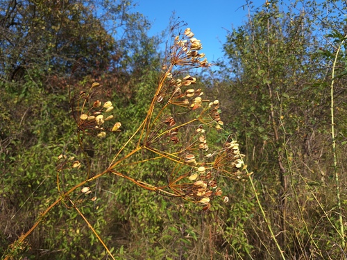 Ferulago galbanifera
